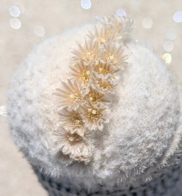 Epithelantha bokei 12 Pieces Seeds
