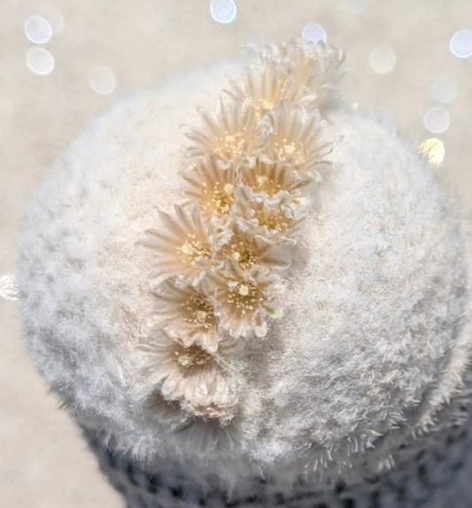 Epithelantha bokei 12 Pieces Seeds