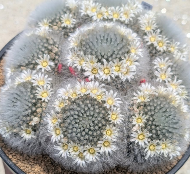 Mammillaria albicoma 10 Pieces Seeds