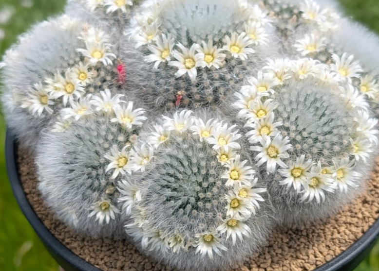 Mammillaria albicoma 10 Pieces Seeds