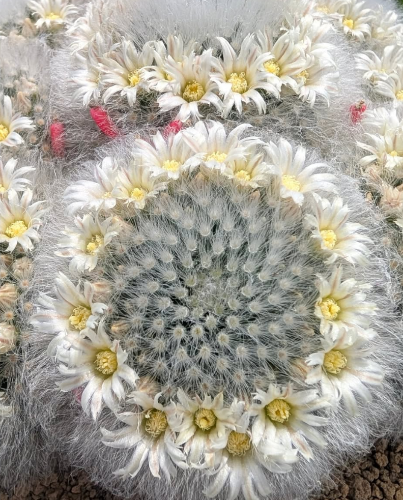 Mammillaria albicoma 10 Pieces Seeds