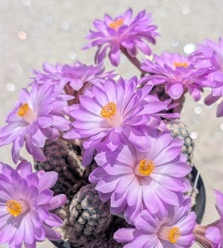 Mammillaria theresae 10 Pieces Seeds