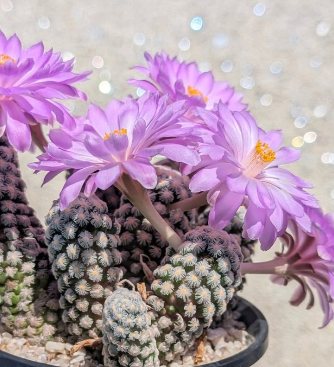 Mammillaria theresae 10 Pieces Seeds