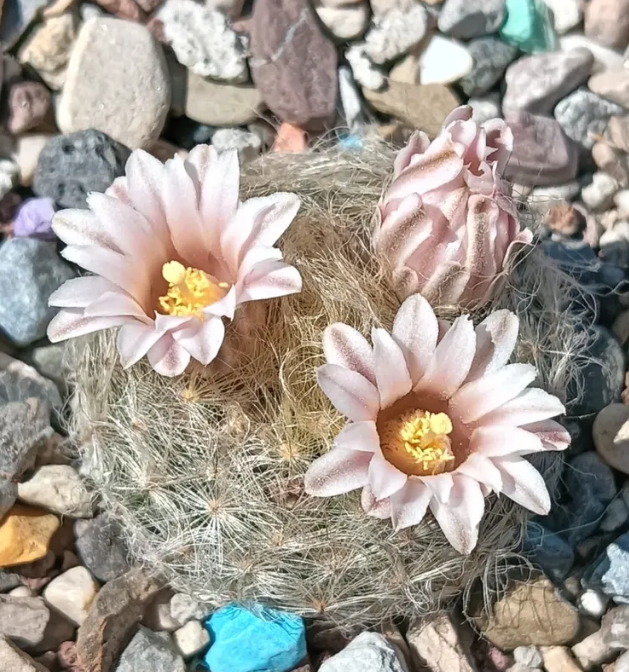 Mammillaria aureilanata 10 Pieces Seeds