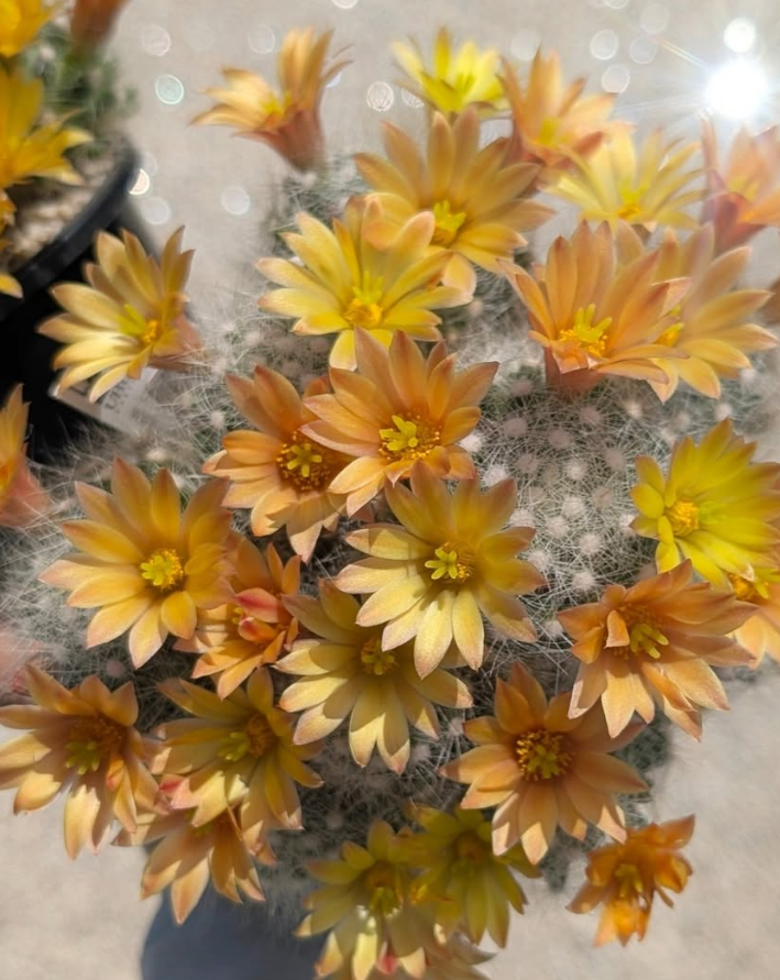 Mammillaria baumii 10 Pieces Seeds