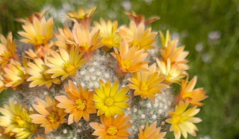 Mammillaria baumii 10 Pieces Seeds