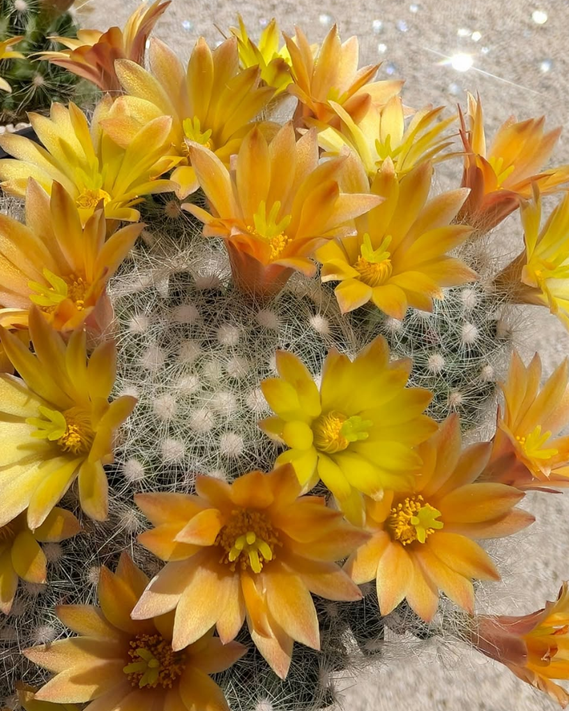 Mammillaria baumii 10 Pieces Seeds