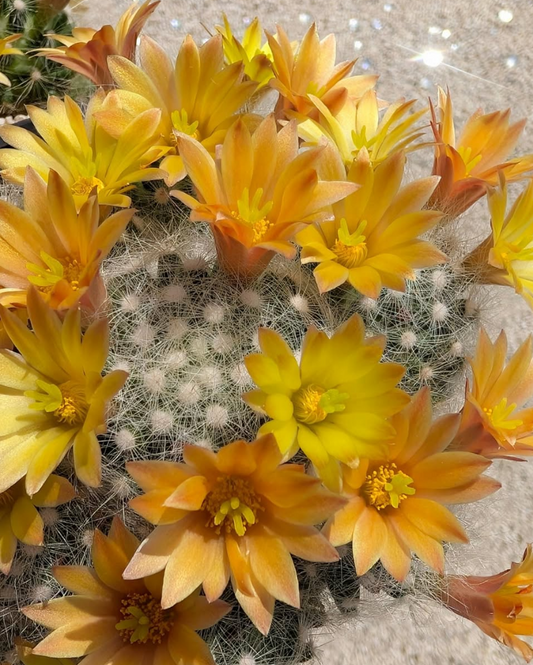Mammillaria baumii 10 Pieces Seeds