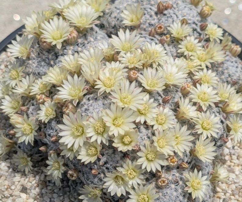 Mammillaria duwei 10 Pieces Seeds