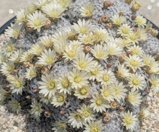 Mammillaria duwei 10 Pieces Seeds