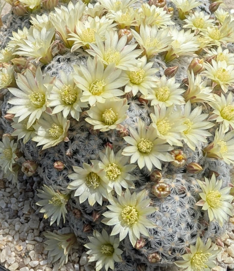 Mammillaria duwei 10 Pieces Seeds