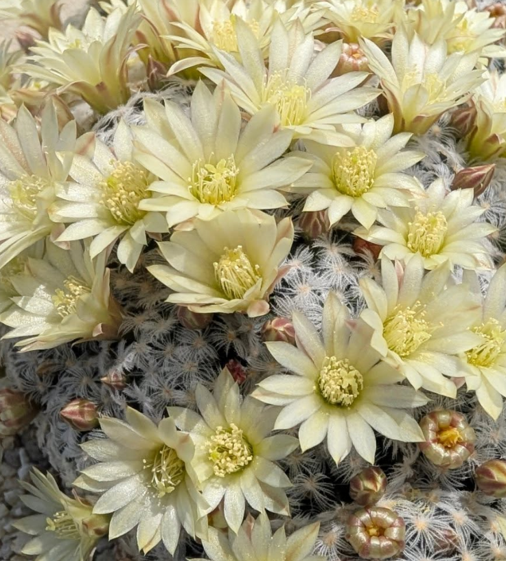 Mammillaria duwei 10 Pieces Seeds