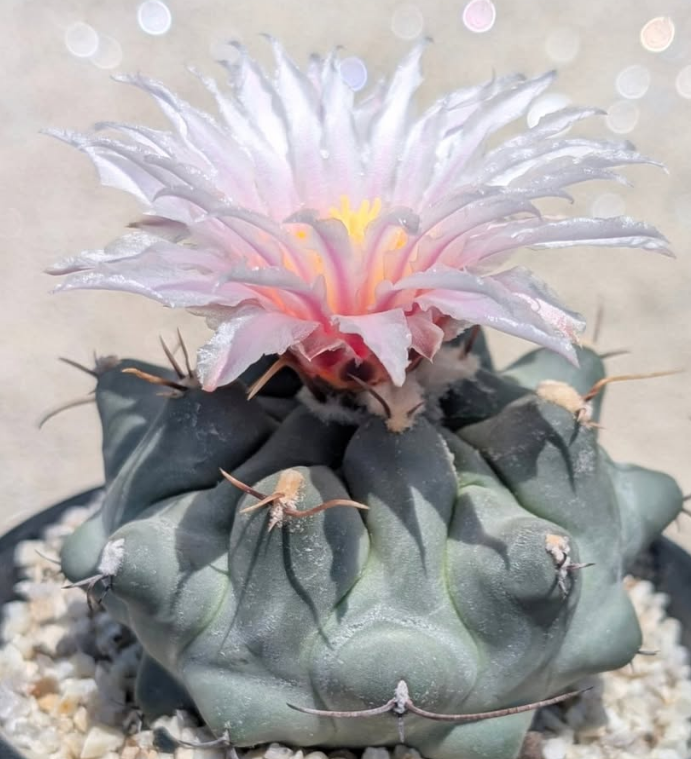 Thelocactus rinconensis 10 pieces Seeds
