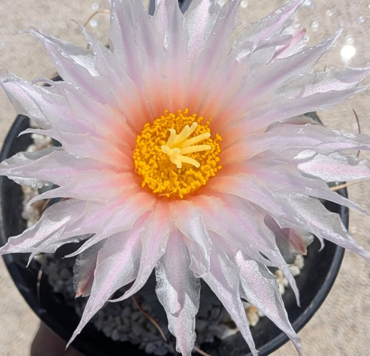 Thelocactus rinconensis 10 pieces Seeds