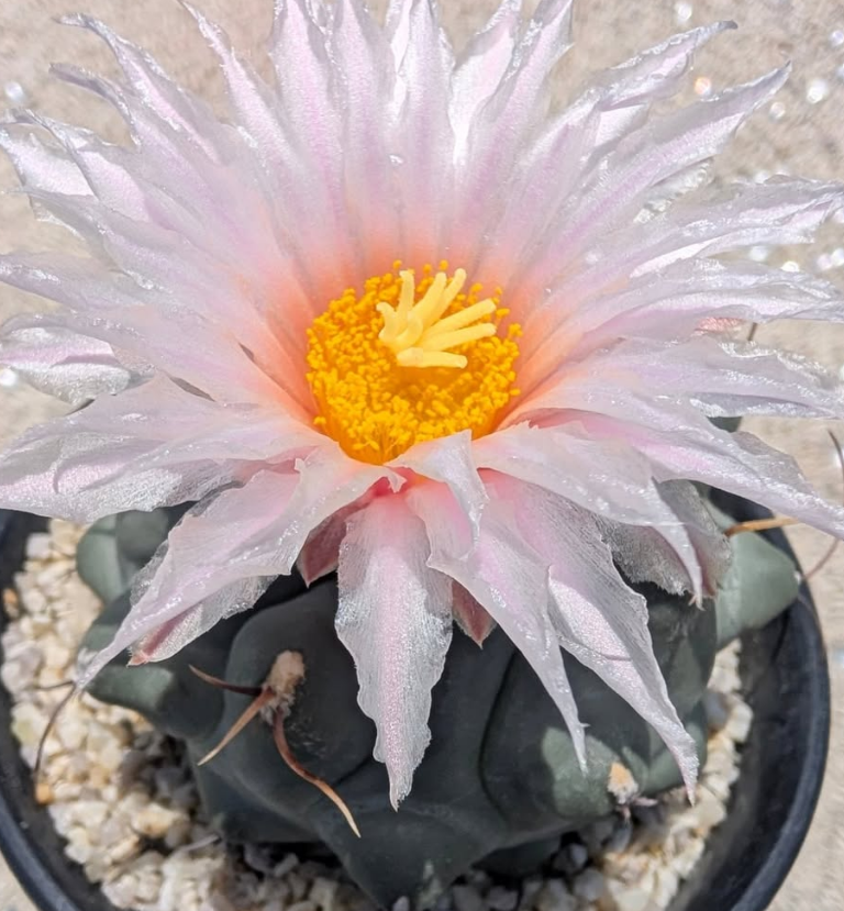 Thelocactus rinconensis 10 pieces Seeds