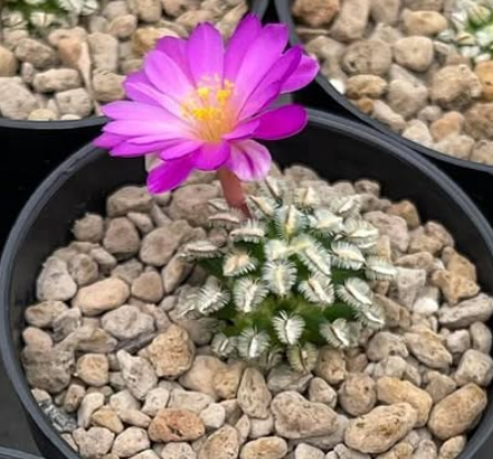 Mammillaria bertholdii 15 Pieces Seeds