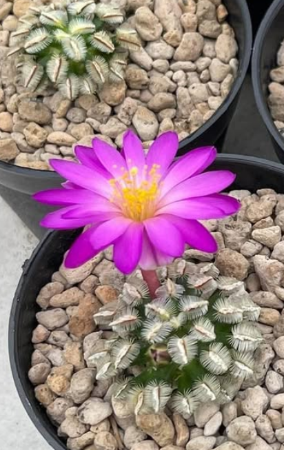 Mammillaria bertholdii 15 Pieces Seeds