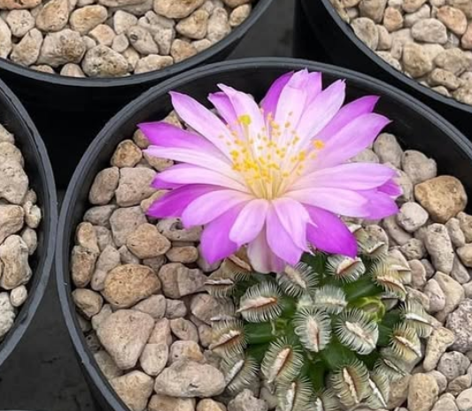 Mammillaria bertholdii 15 Pieces Seeds