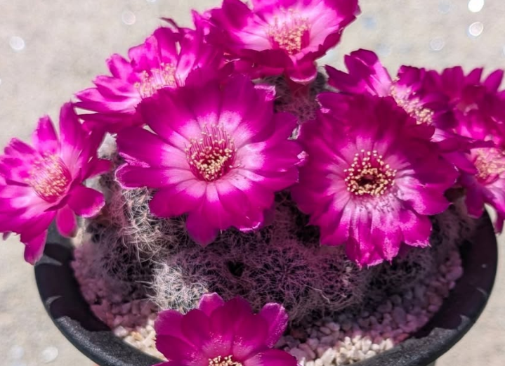 Sulcorebutia senilis 10 Pieces Seeds