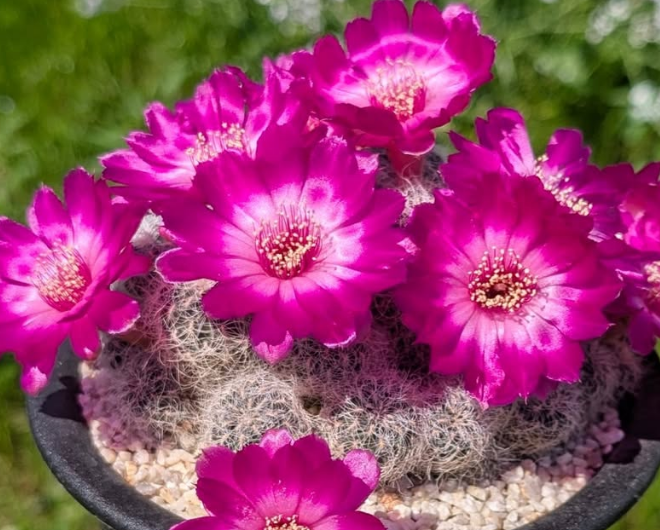 Sulcorebutia senilis 10 Pieces Seeds