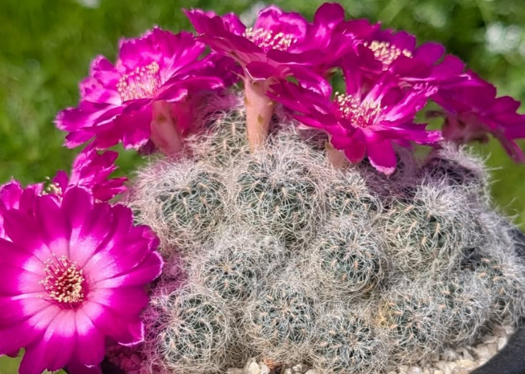 Sulcorebutia senilis 10 Pieces Seeds