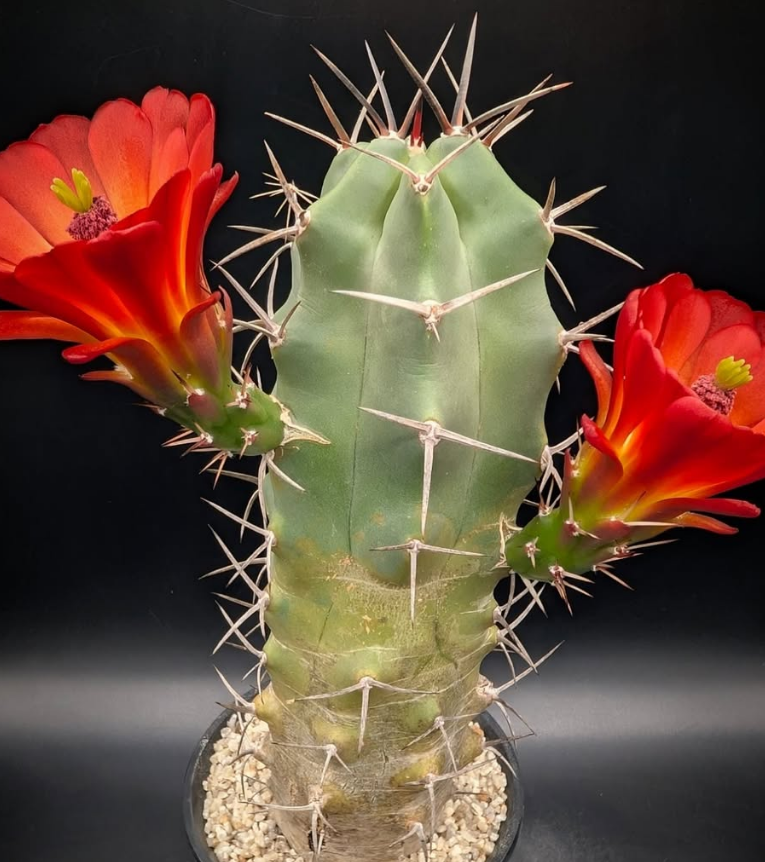 Echinocereus triglochidiatus 10 Pieces Seeds