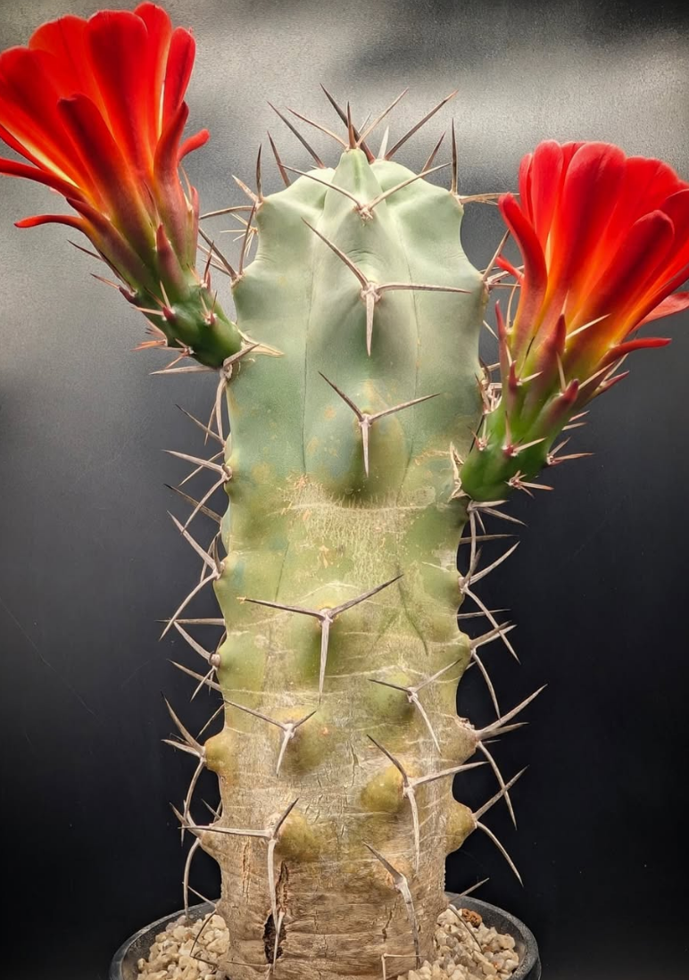 Echinocereus triglochidiatus 10 Pieces Seeds