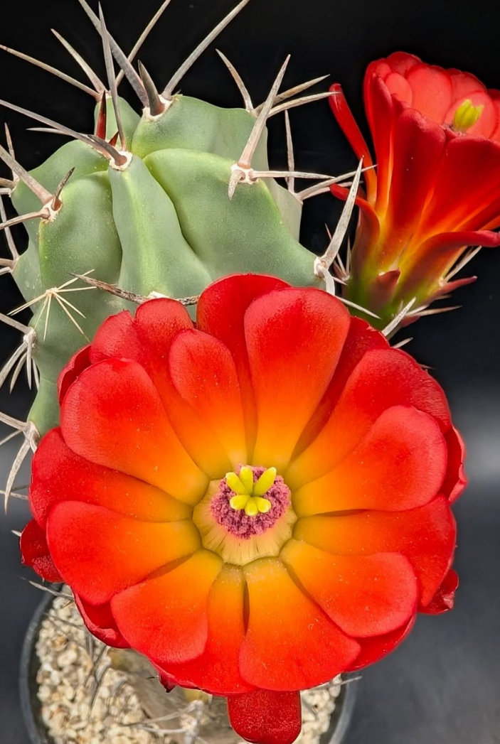 Echinocereus triglochidiatus 10 Pieces Seeds