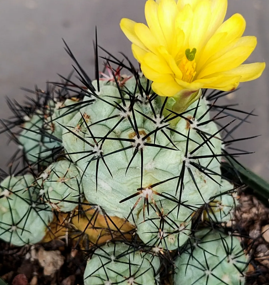 Ortegocactus macdougallii 10 Pieces Seeds