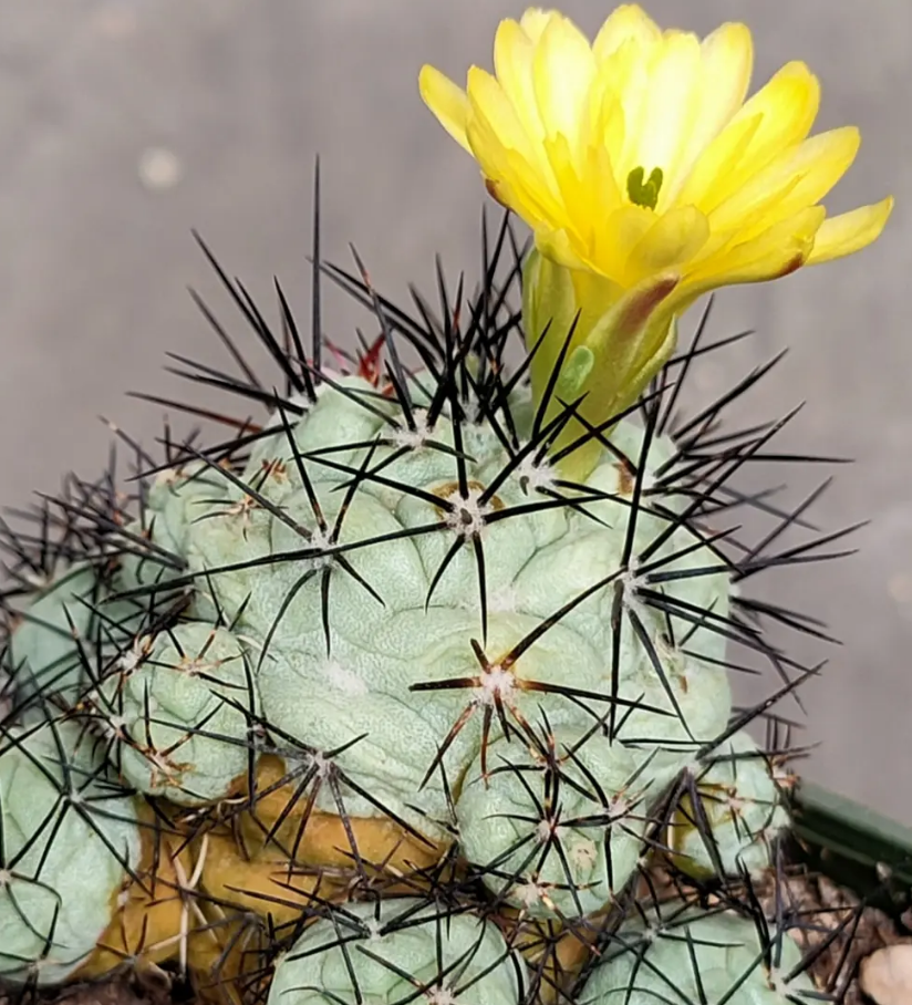 Ortegocactus macdougallii 10 Pieces Seeds