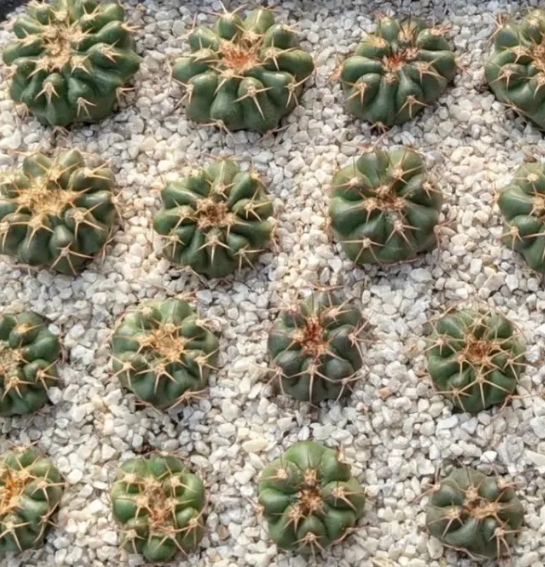 Discocactus silicicola 10 Pieces Seeds
