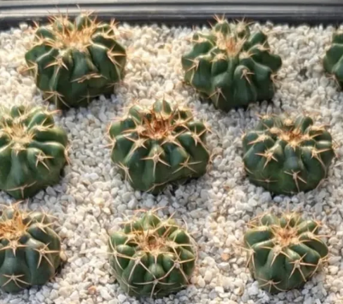 Discocactus silicicola 10 Pieces Seeds