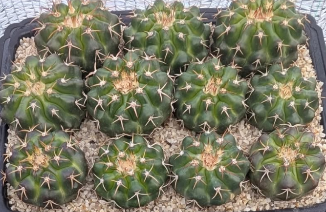 Discocactus silicicola 10 Pieces Seeds