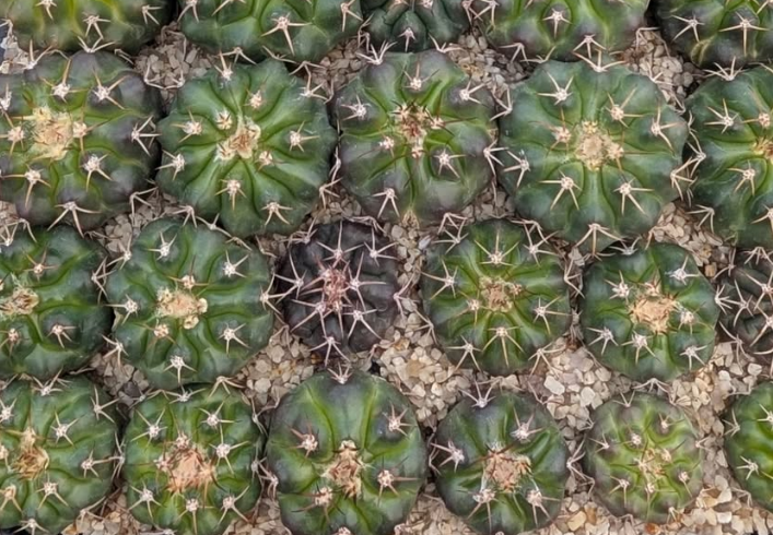 Discocactus silicicola 10 Pieces Seeds