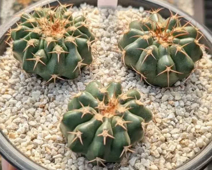 Discocactus silicicola 10 Pieces Seeds
