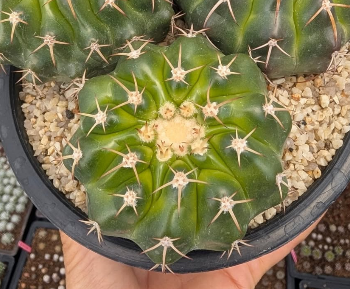 Discocactus silicicola 10 Pieces Seeds