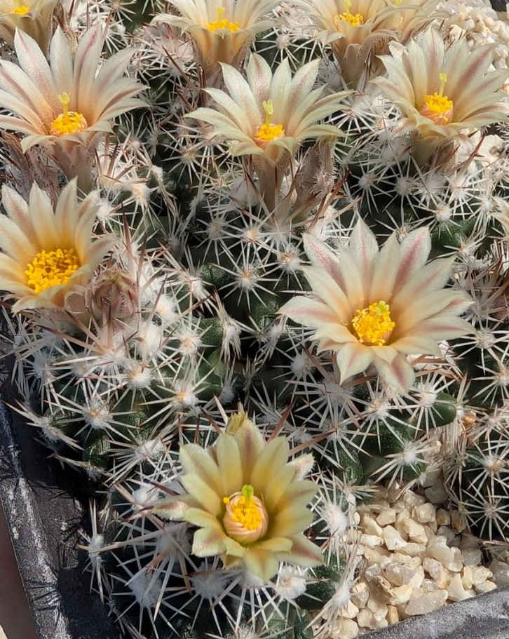 Escobaria robbinsorum 10 Pieces Seeds