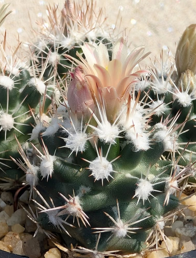 Escobaria robbinsorum 10 Pieces Seeds