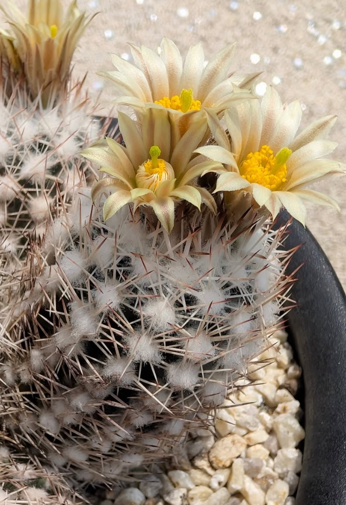 Escobaria robbinsorum 10 Pieces Seeds