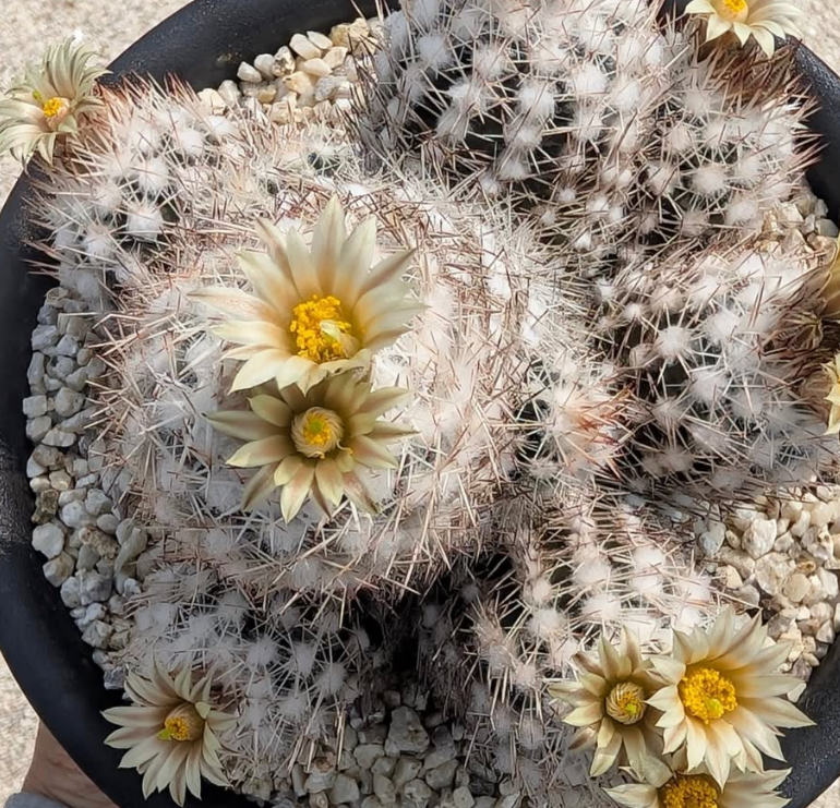 Escobaria robbinsorum 10 Pieces Seeds