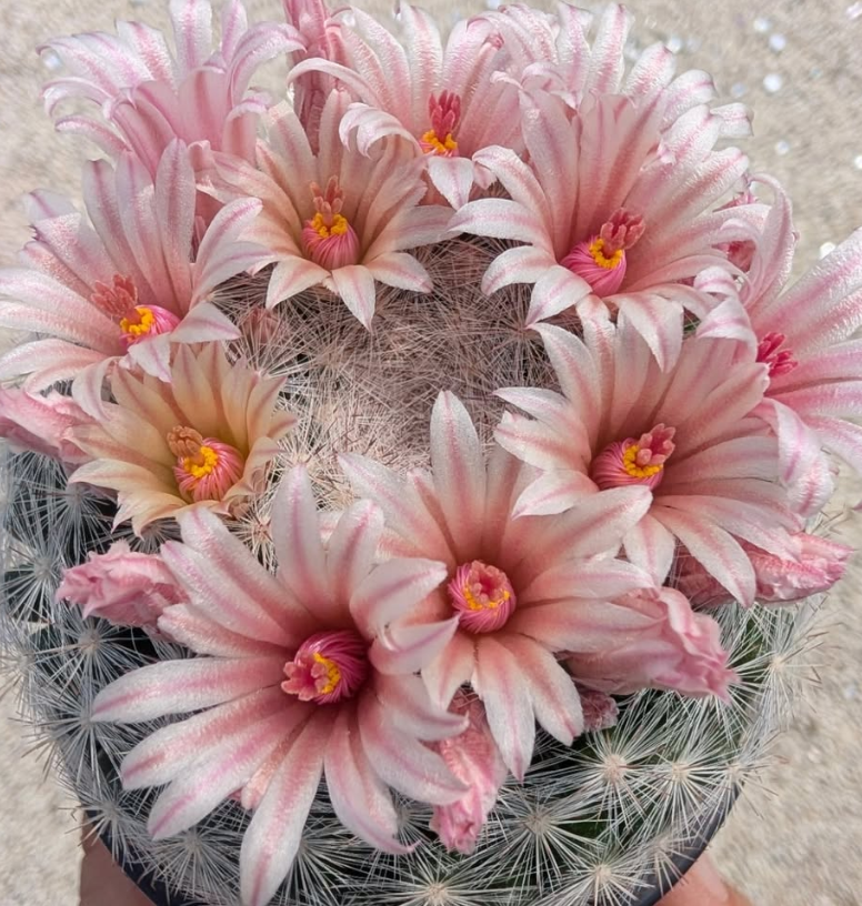 Mammillaria candida var. rosea 10 Pieces Seeds