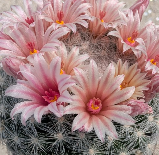 Mammillaria candida var. rosea 10 Pieces Seeds