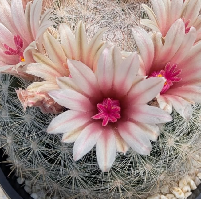 Mammillaria candida var. rosea 10 Pieces Seeds
