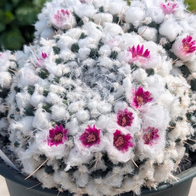 Mammillaria bucareliensis 10 Pieces Seeds