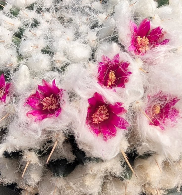 Mammillaria bucareliensis 10 Pieces Seeds