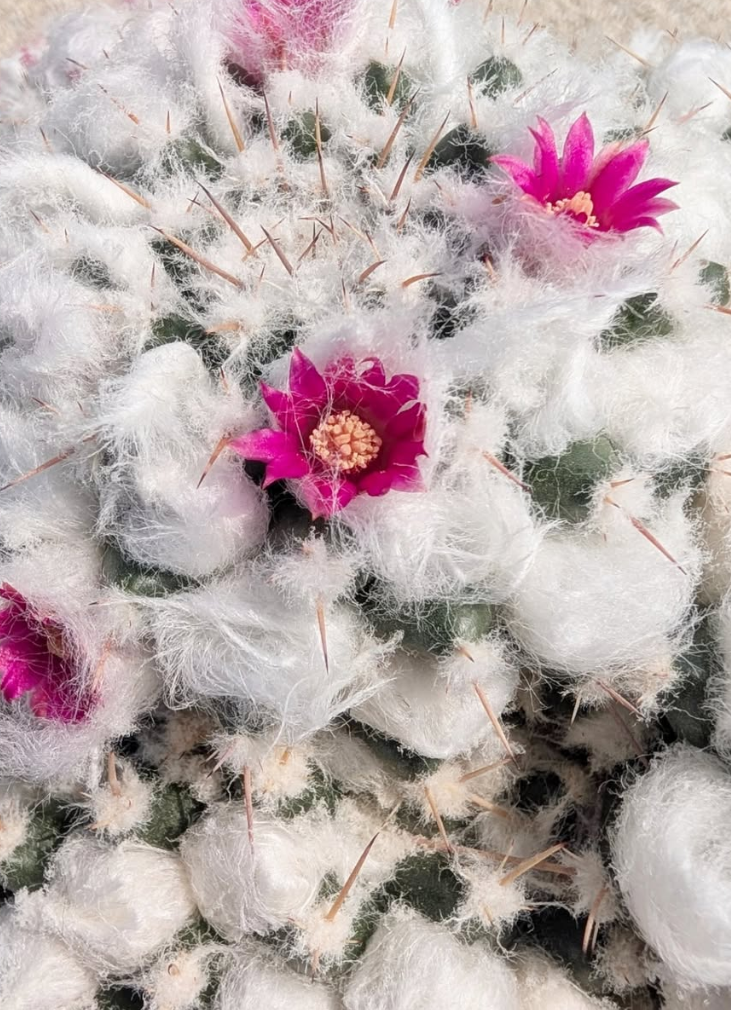 Mammillaria bucareliensis 10 Pieces Seeds