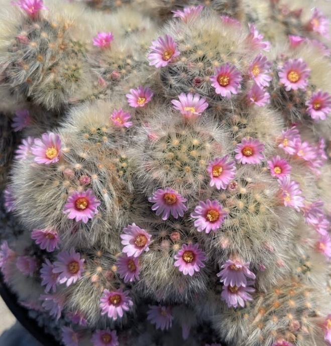 Mammillaria laui "Nobiro" 10 Pieces Seeds