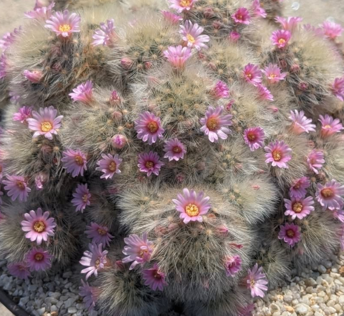 Mammillaria laui "Nobiro" 10 Pieces Seeds