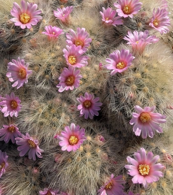 Mammillaria laui "Nobiro" 10 Pieces Seeds