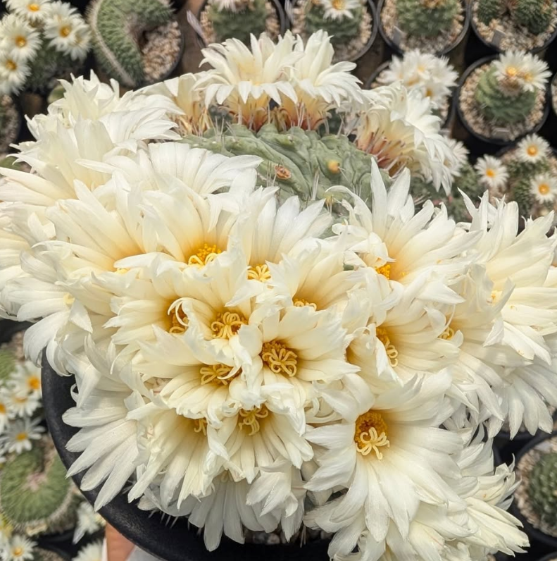 Strombocactus disciformis 10 Pieces Seeds